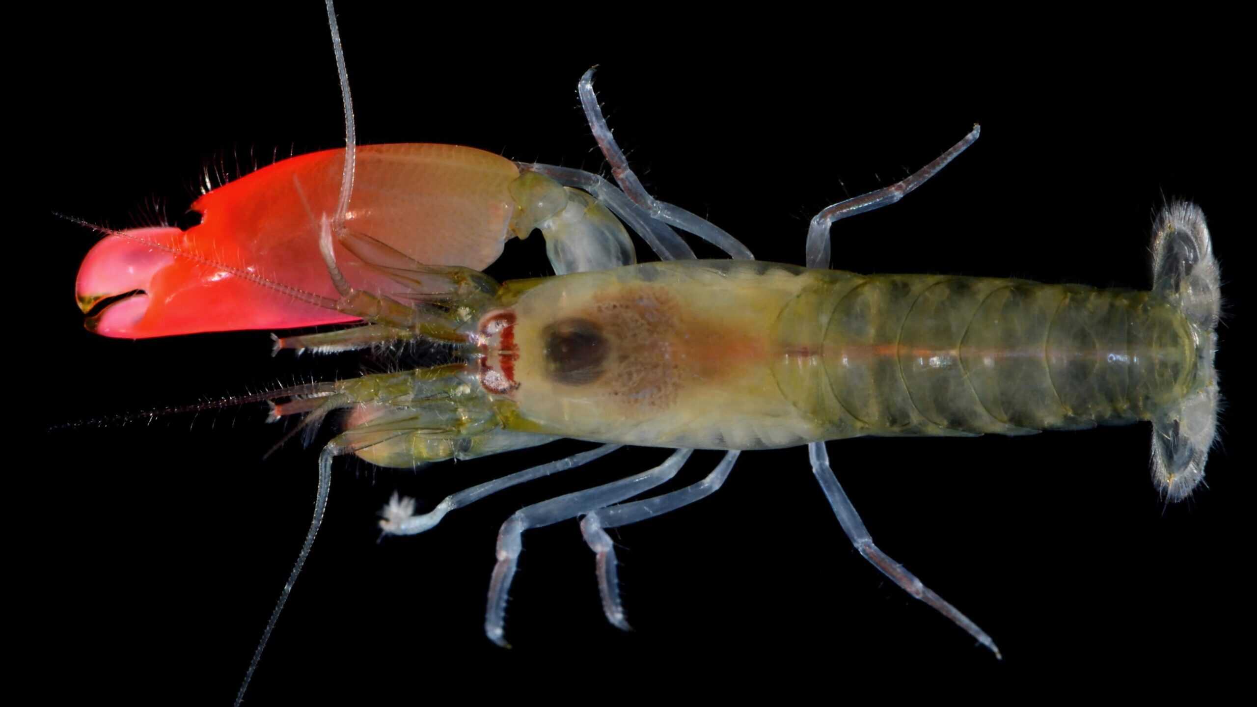 Pistol shrimp.