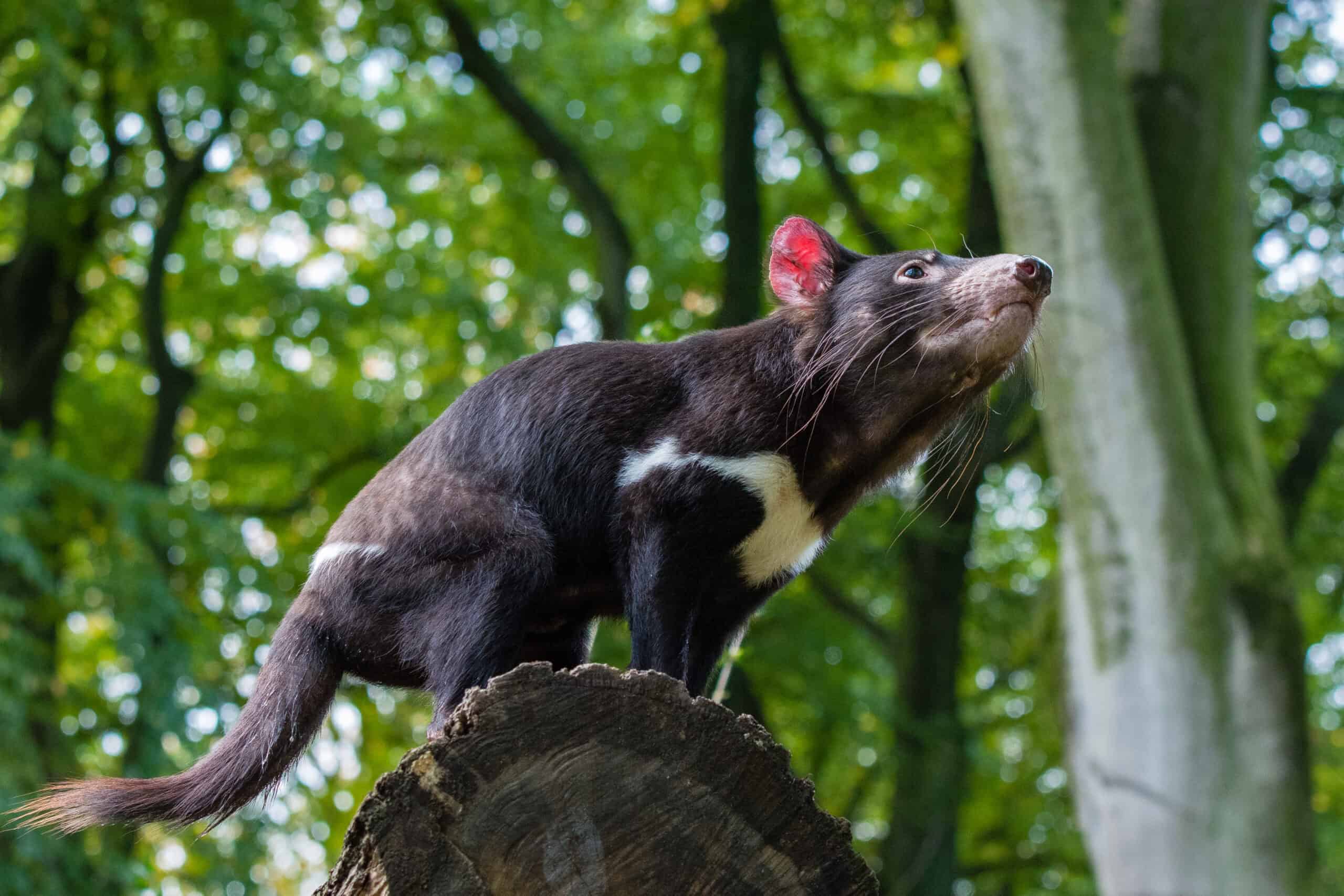 Tasmanian devil