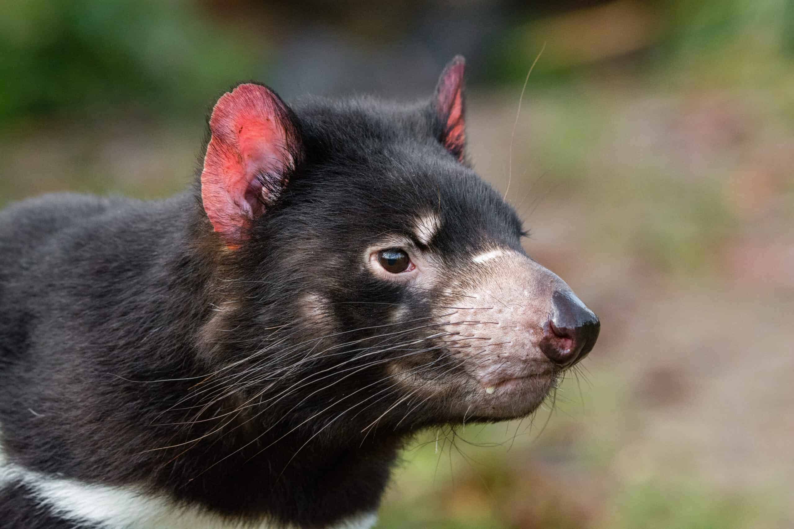 Tasmanian devil
