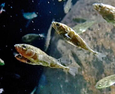 Why These Fish Build Nests as Complex as Birds