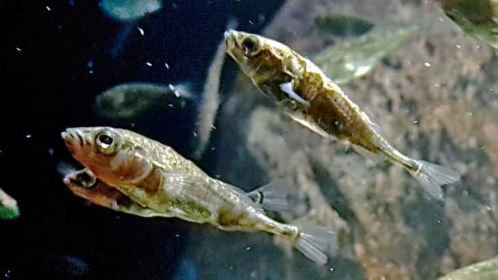 Why These Fish Build Nests as Complex as Birds