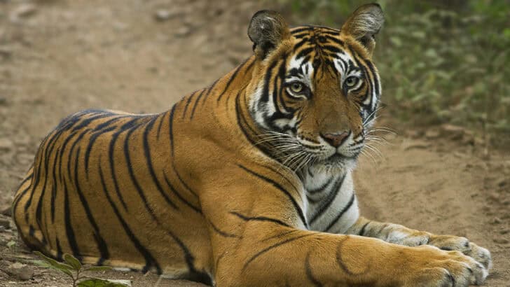 How Conservationists Are Protecting Tigers in the 21st Century