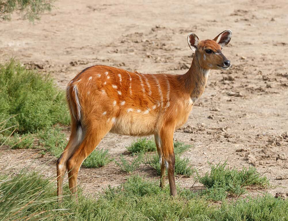 Sitatunga