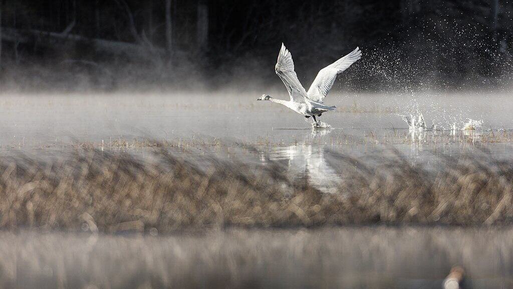 Trumpeter Swan