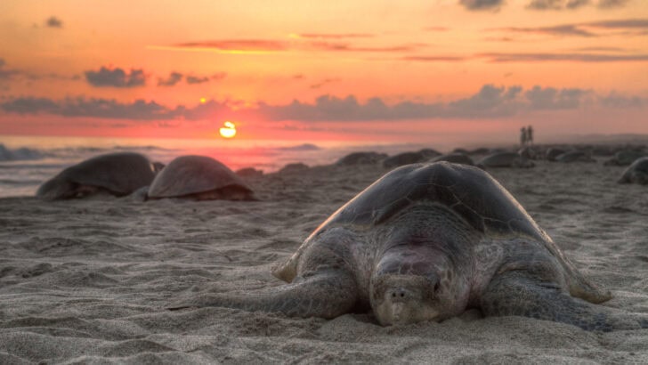 Why Sea Turtles Return to the Same Beach to Nest (Every Year!)