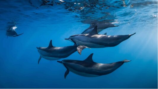 Hawaii&rsquo;s Spinner Dolphins: Tourism vs. Conservation