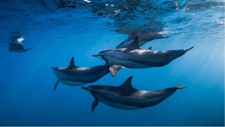 Hawaii’s Spinner Dolphins: Tourism vs. Conservation