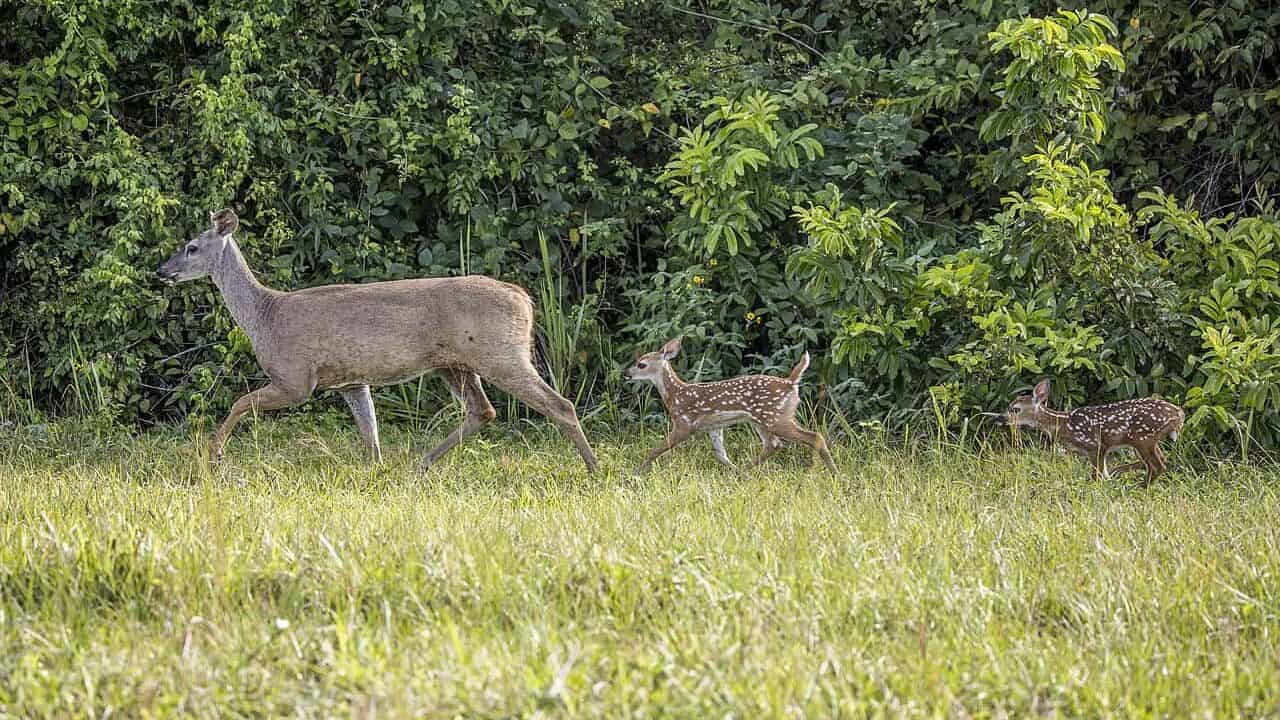 White tailed deer