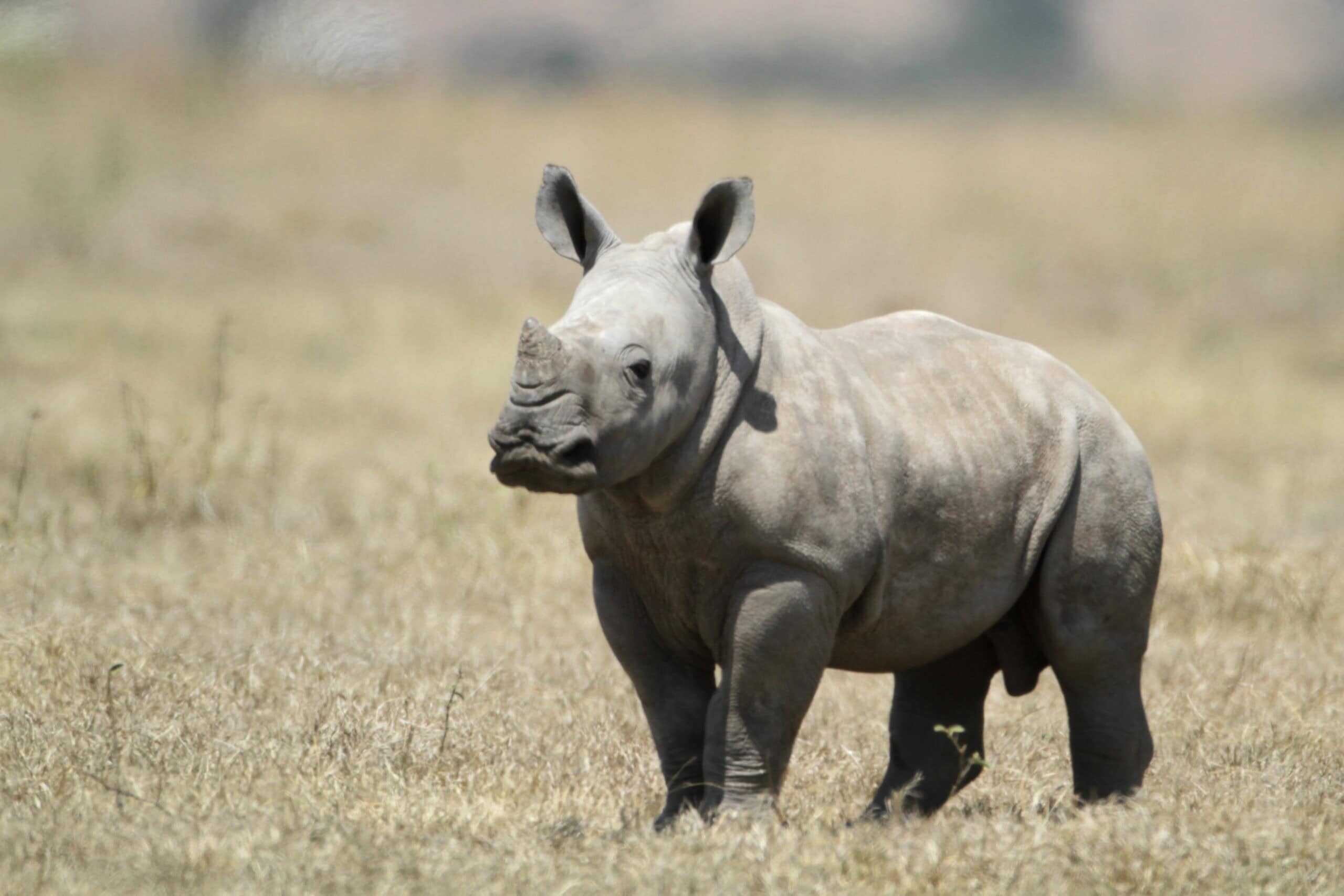 White baby rhino.