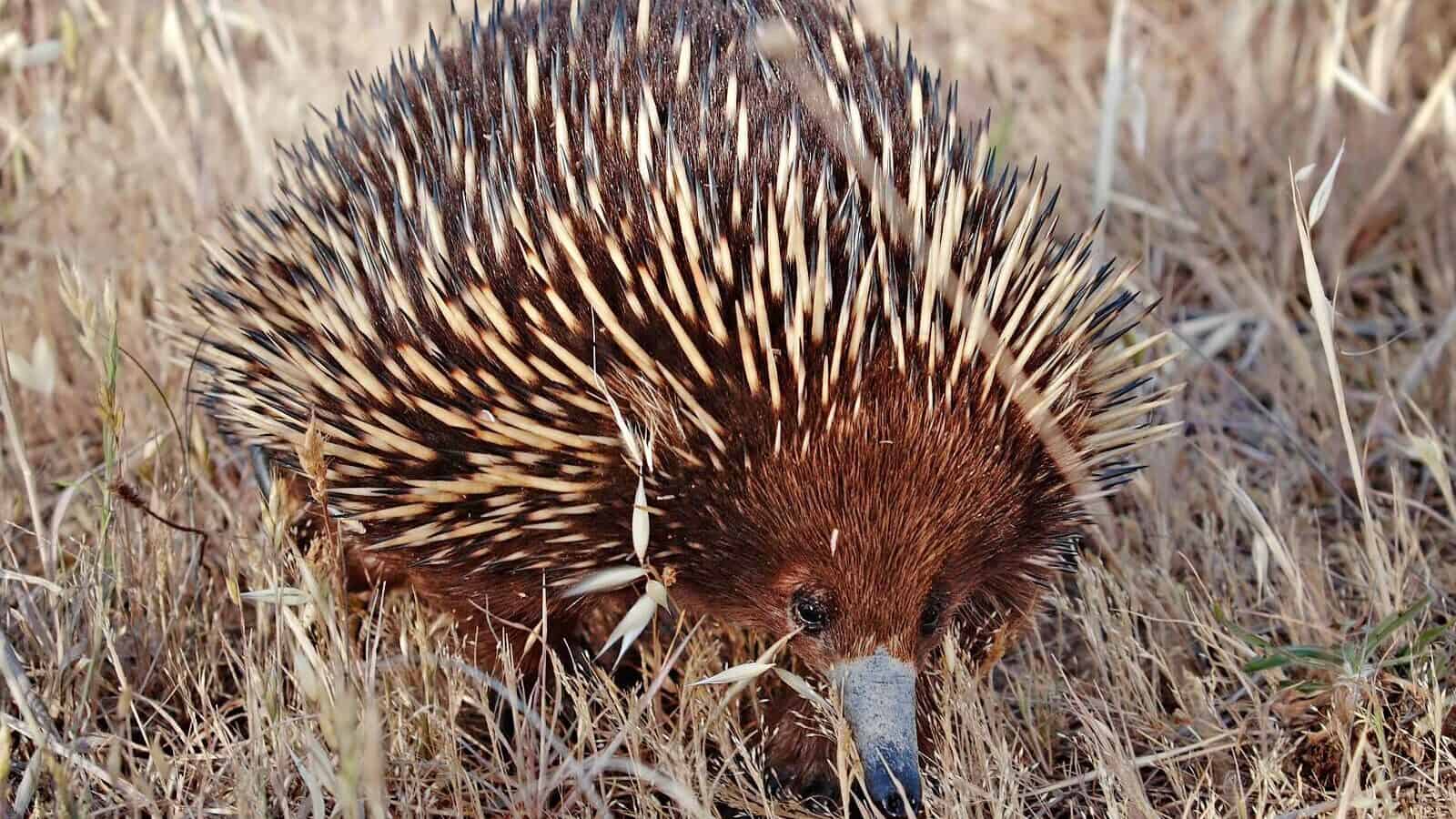 porcupine