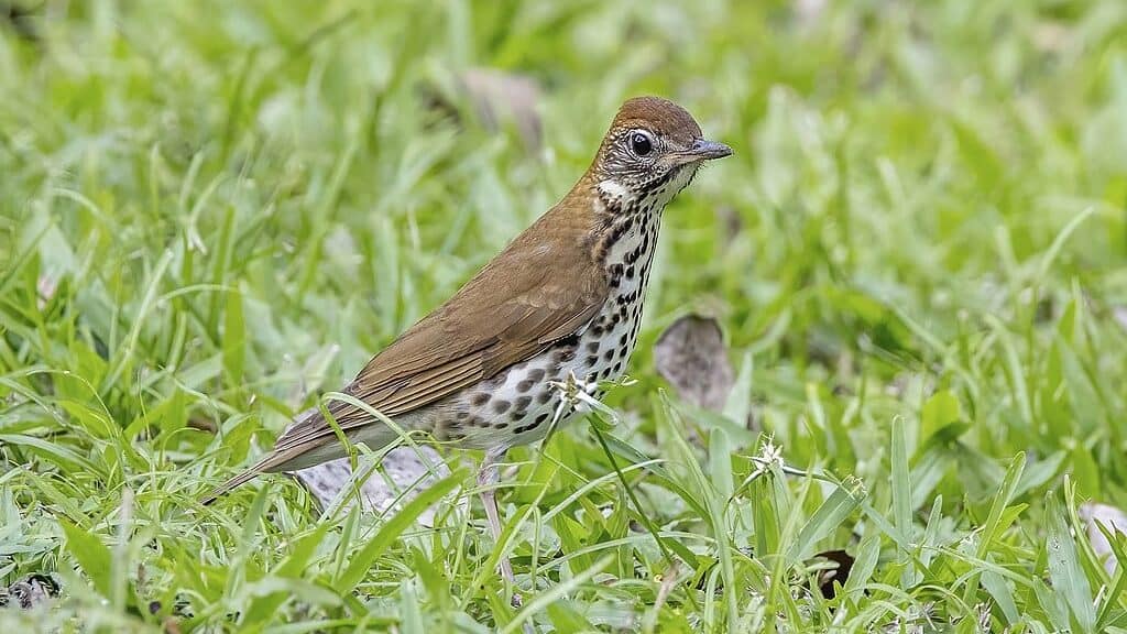 Wood Thrush