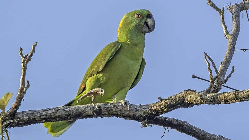 Yellow-naped parrot (Amazona auropalliata auropalliata) Los Tarrales, Suchitepéquez Department, Guatemala