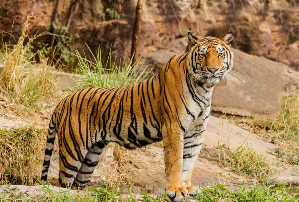 A massive tiger stares at its surroundings.
