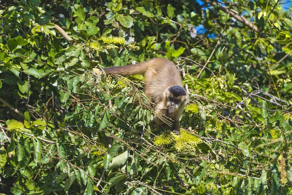 Capuchin monkey eating