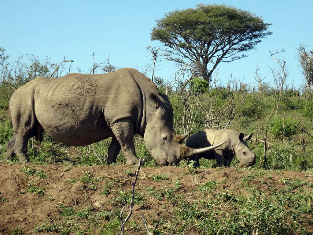 Rhino horn