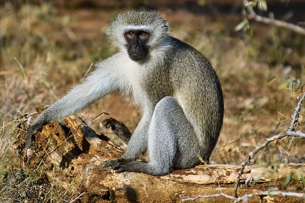Vervet Monkey