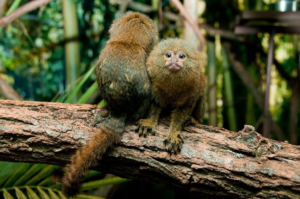 Pygmy Marmoset monkey
