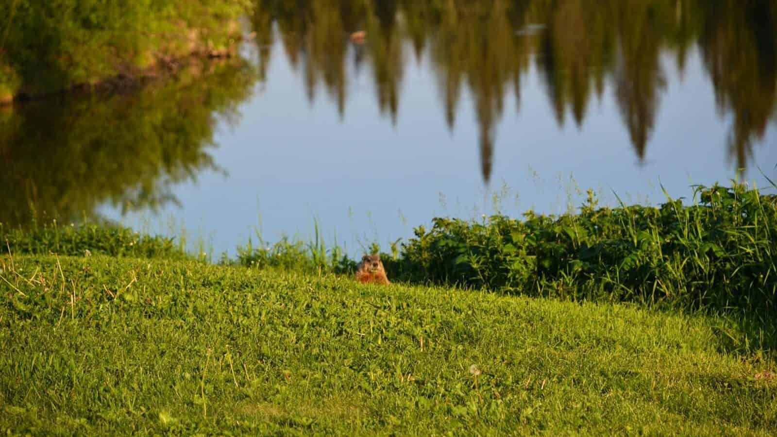 brown squirrel on green grass near lake during daytime