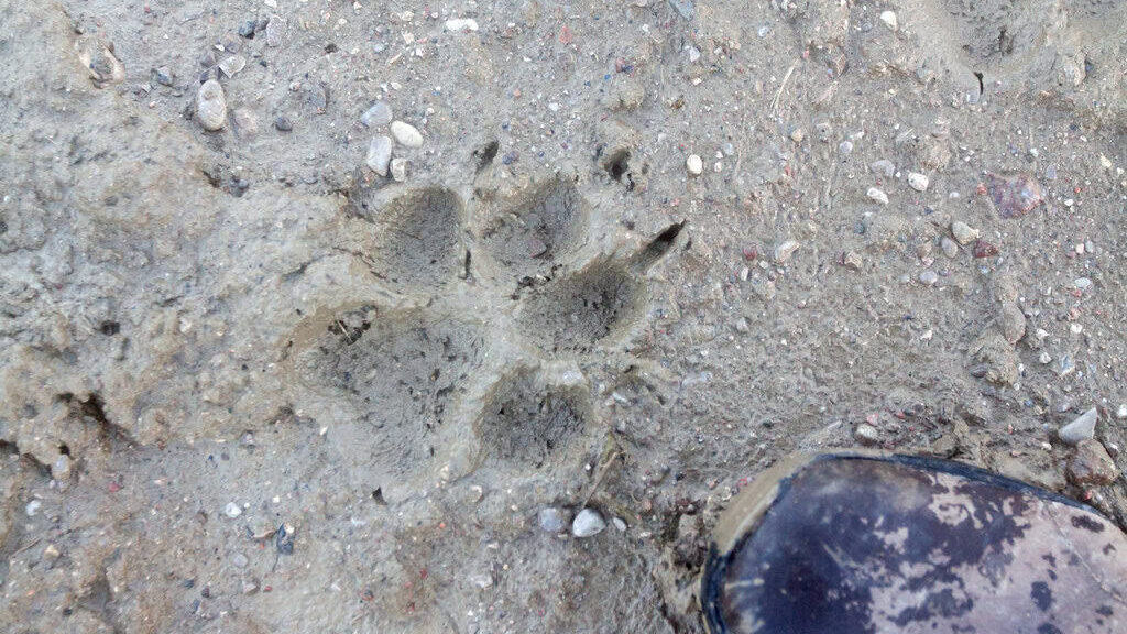 Wolf Track with claw. 