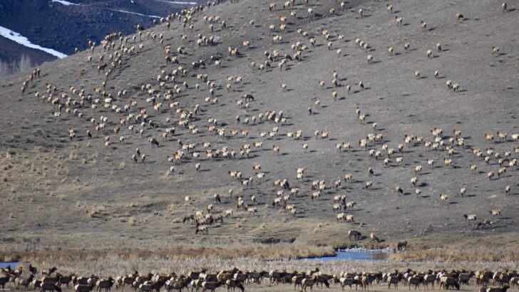 This Forest in the U.S. Hosts the Largest Elk Migration