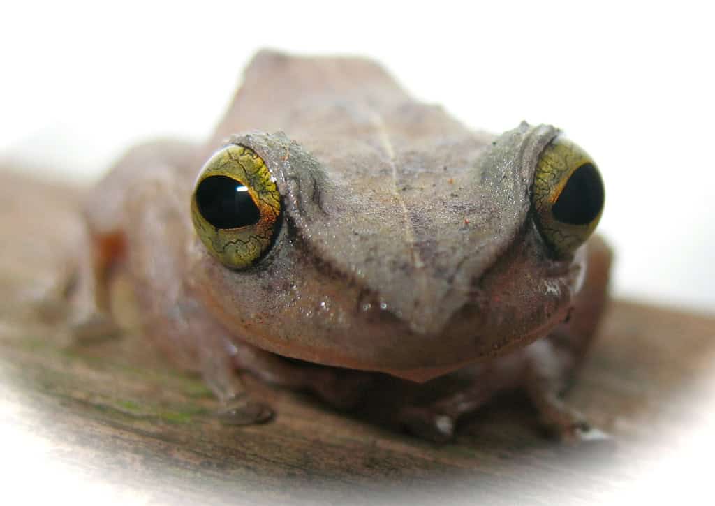 Coqui Frog