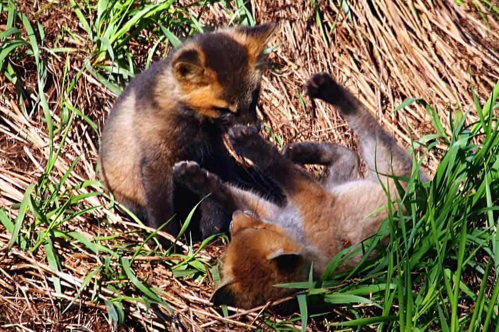 Baby foxes