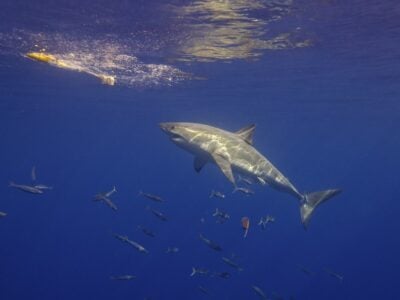 How Shark Migration Patterns Are Changing with Warmer Oceans