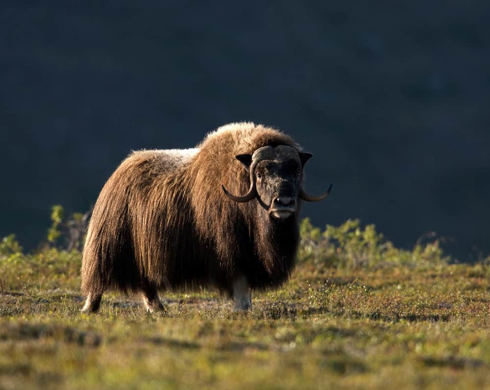 Muskox