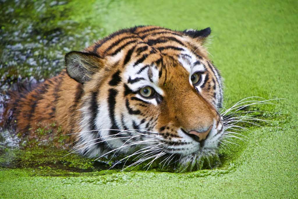 Tiger swimming