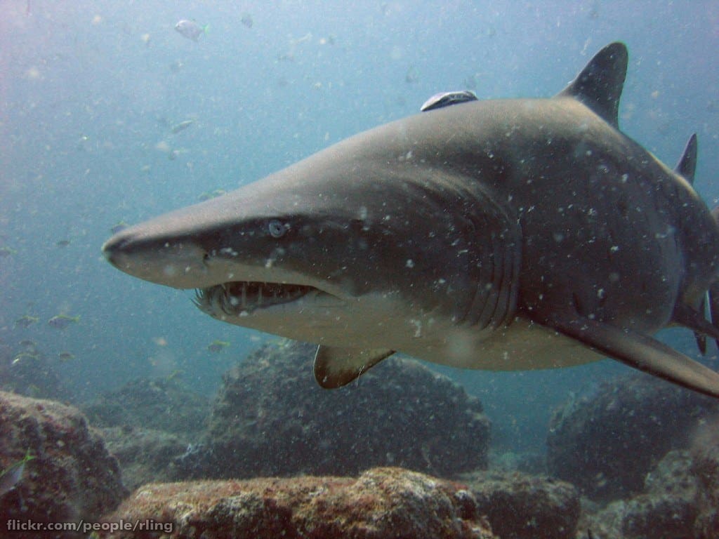 Nurse shark