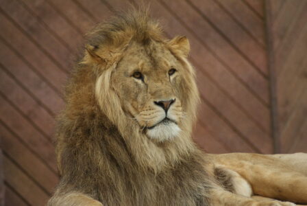 Cecil the Lion: A Death That Changed Conservation