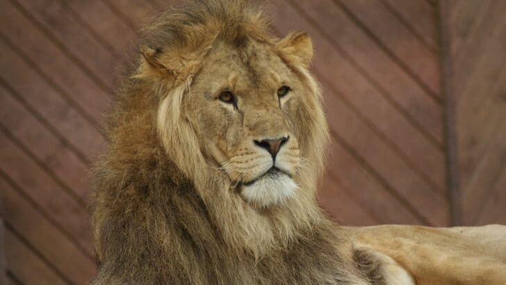 Cecil the Lion: A Death That Changed Conservation