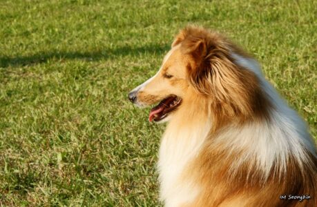 Why Lassie Still Inspires Generations