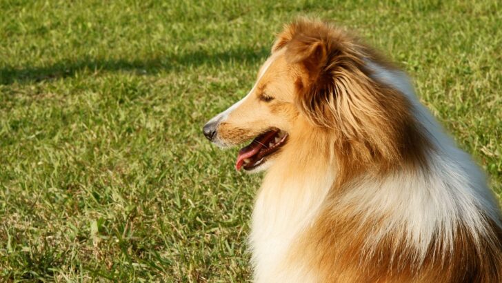 Why Lassie Still Inspires Generations