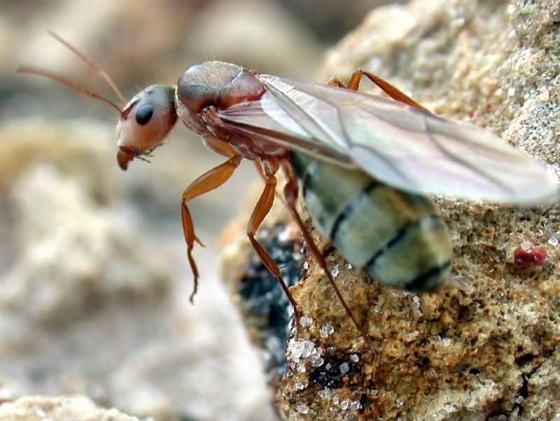 Queen ant