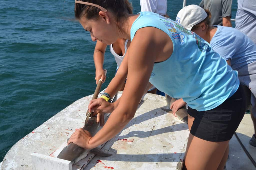 Shark tagging