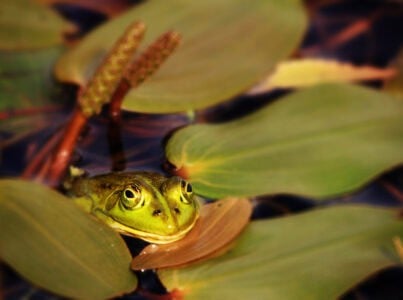 Frogs Face Life-Threatening Heat Stress from Global Warming