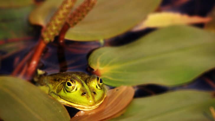 Frogs Face Life-Threatening Heat Stress from Global Warming