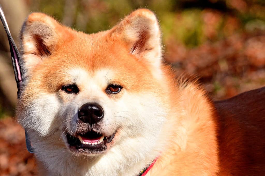 Akita