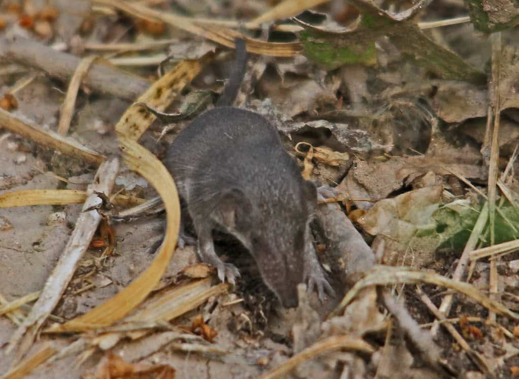 Etruscan Shrew