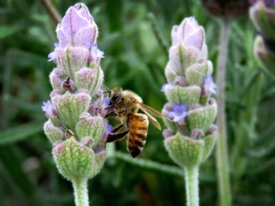How Bees Were Once Believed to Be Messengers to the Gods