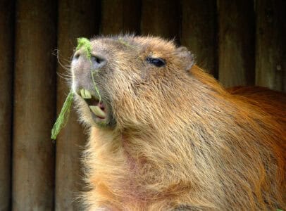 What a Capybara&rsquo;s Teeth Say About Its Diet