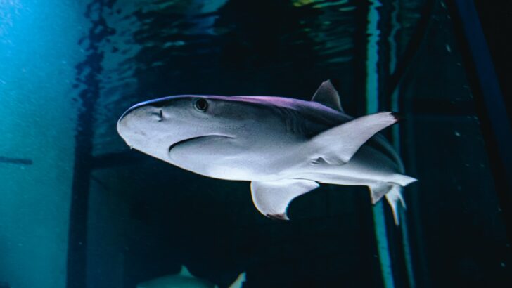 How Sharks Use Electroreception to Detect Prey