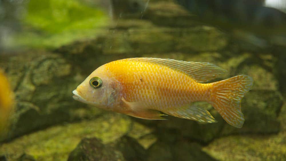 Cichlid Fish