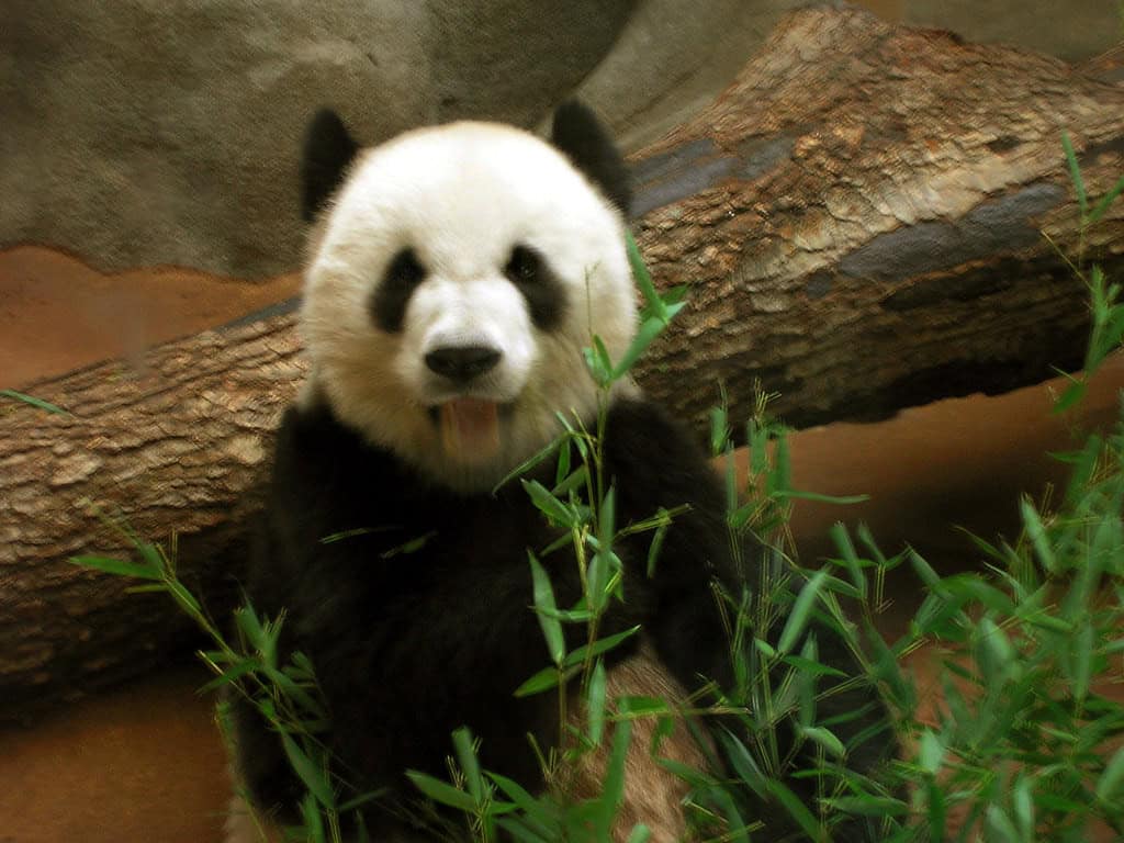 Panda eating bamboo