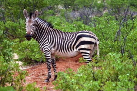 12 Differences Between Zebras and Horses