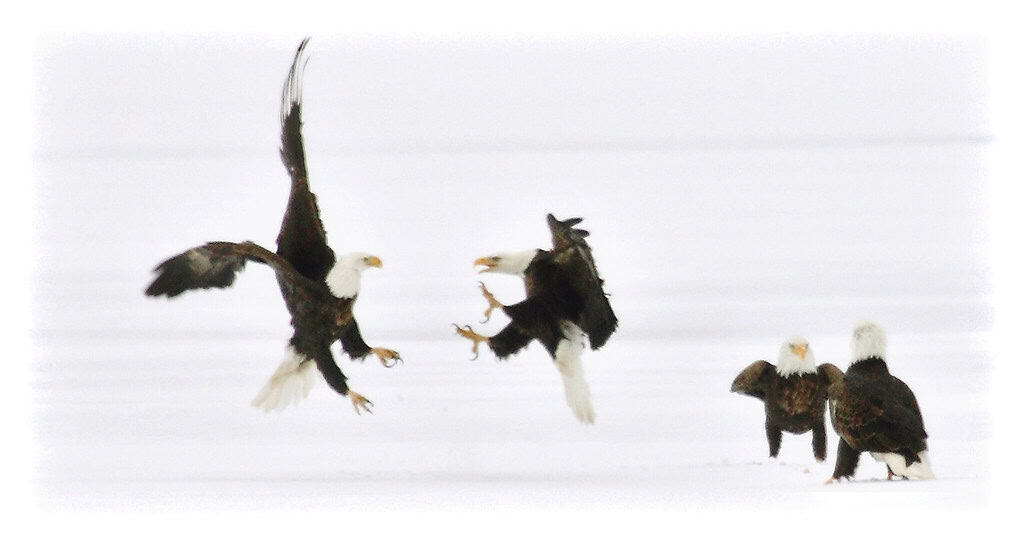 Bald Eagles Fighting