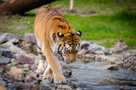 The Most Breathtaking Places to See Wild Tigers