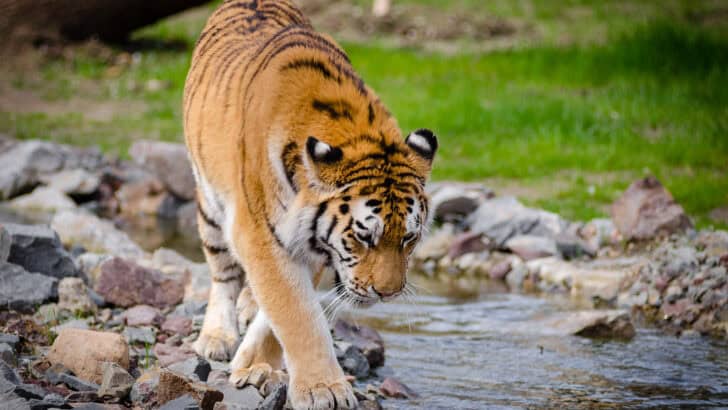 The Most Breathtaking Places to See Wild Tigers