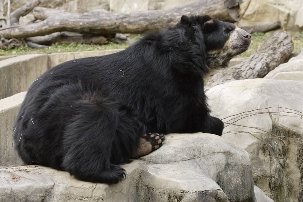 Andean Bear